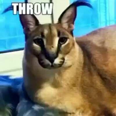 floppa x bandaid (i didn't make this)