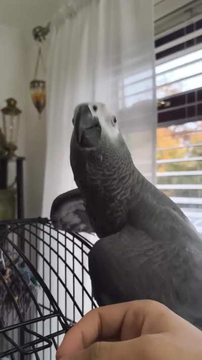 My AG seems to be dancing and also regurgitating his/her food, what does this mean?