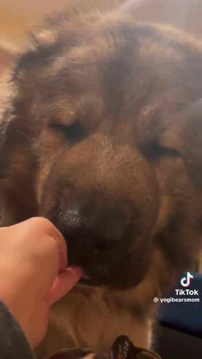 Giant Caucasian Ovcharka