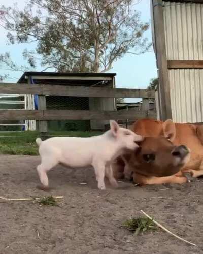Pig and cow playing together at Happily Heifer After Sanctuary