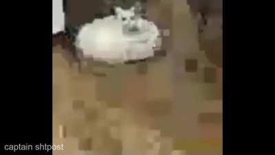 Large cat sits on a Roomba in low-quality video while 19-2000 plays.