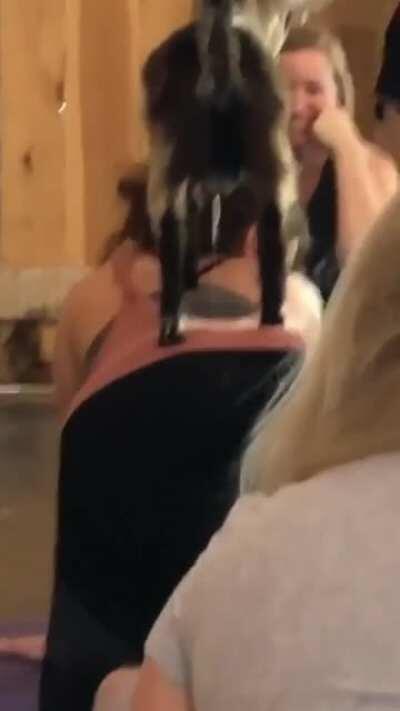 Goat yoga. WCGW?