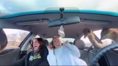 Zebras getting their piece