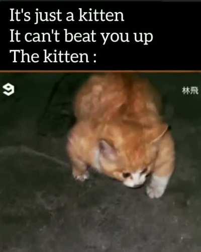 Buff kitty