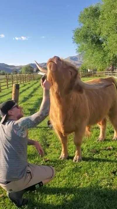I’d brush the floof outta him