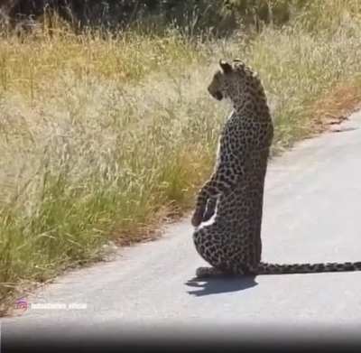 🔥🔥 Leopard stands on its hind legs to get a better view of its prey
