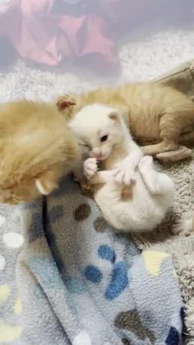 looks like momma cat ran out of ink