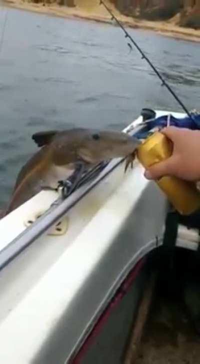 What are you suppose to do when a fish jumps out of water and asks you for a sip of beer?