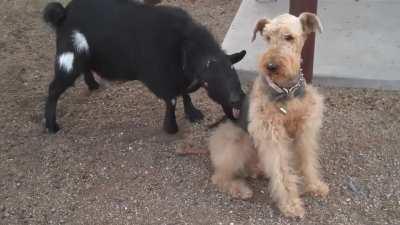 Maybe if I ignore him, he will go away