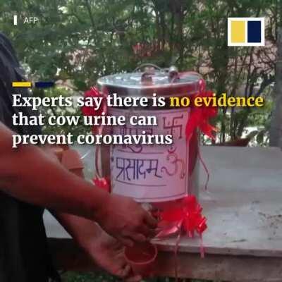Hindu activists drunk cow urine to 'protect' themselves from the coronavirus