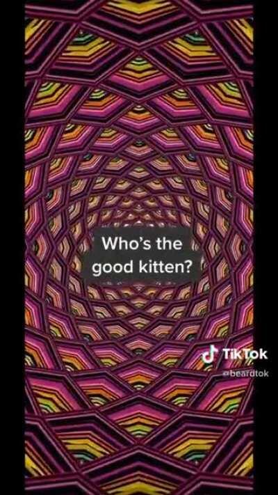 Follow the beard, kitten