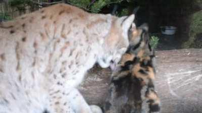 Cat broke into Lynx's cage and now they are best buds.