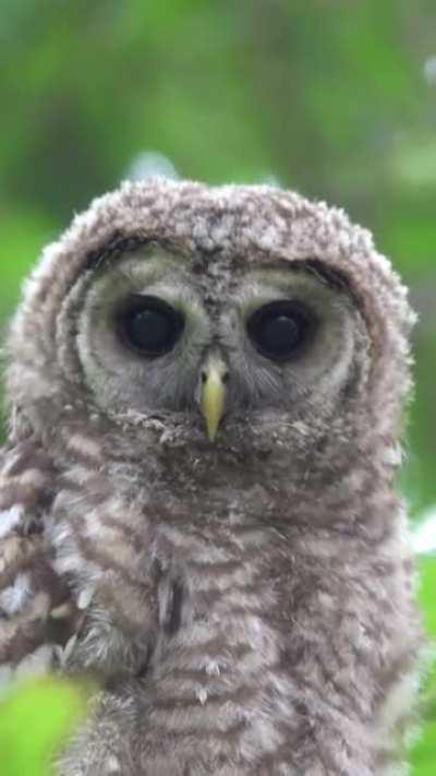 I had this pretty intense staredown with a wild Barred owlet! QC-Canada