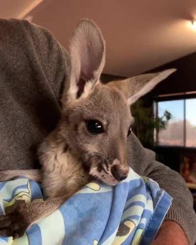 Little Jade getting into her fabric pouch for nap time. 1st post more details.