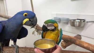 Orange juice is so good