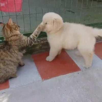 Love at first boop!