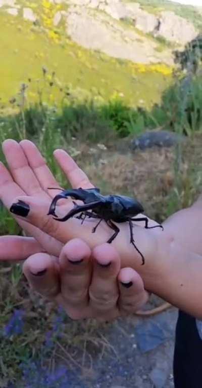 European Stag Beetle