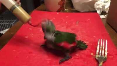 Bird turns into a jackhammer