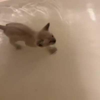 This swimming kitten