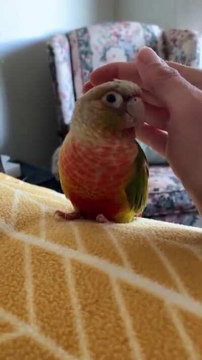 borb