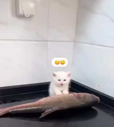 Gluteny and greed had consumed him