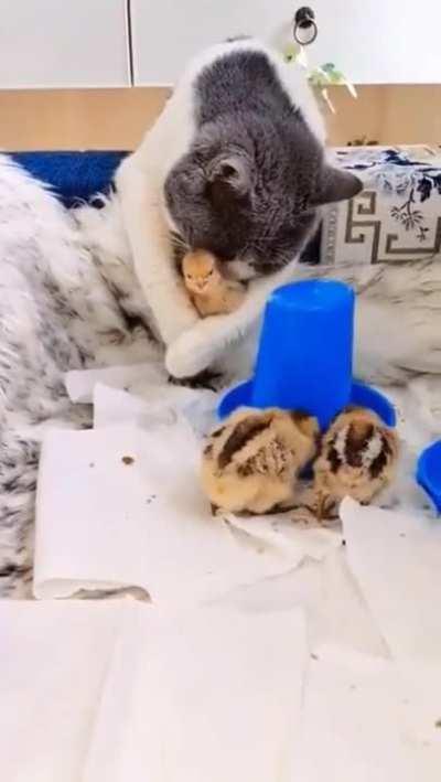 This cat protects the eggs, hatches them, raises the chicks, and becomes their friend for life