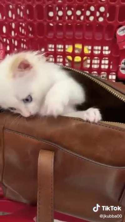 This itty bitty cute Smol kitty already stealin' hearts like a pro 🥺❣