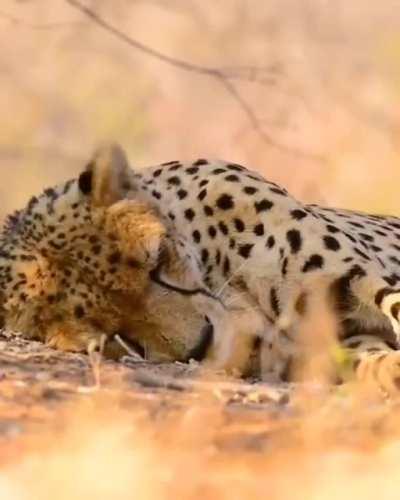 Magnificent creatures ❤️