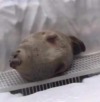 wakes up and sleeps again in 2 seconds