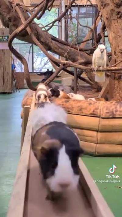 guinea pigs running across a tiny bridge! this definitely made me smile :)