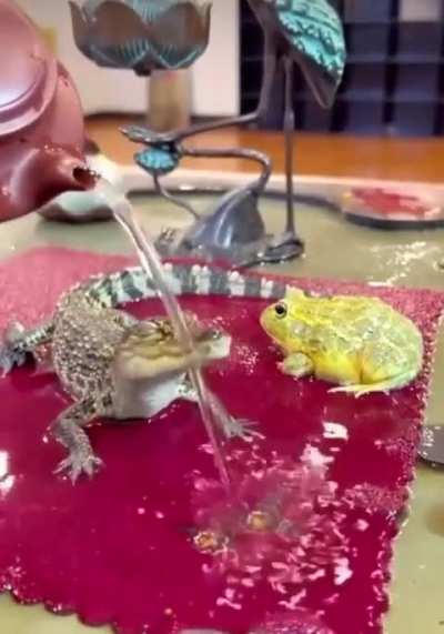 Baby gator in a moment of bliss
