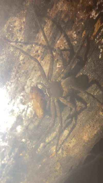 Huntsman spider caught a roach 😨