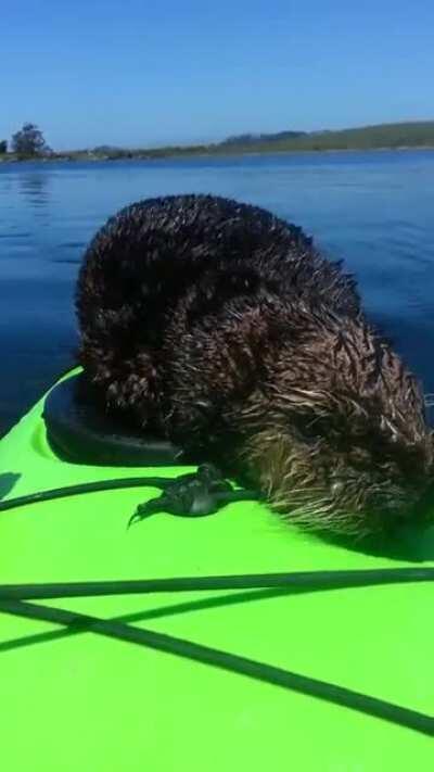 Baby otter climbs aboard a kayak