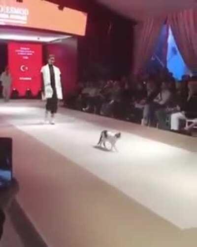 Catwalk !