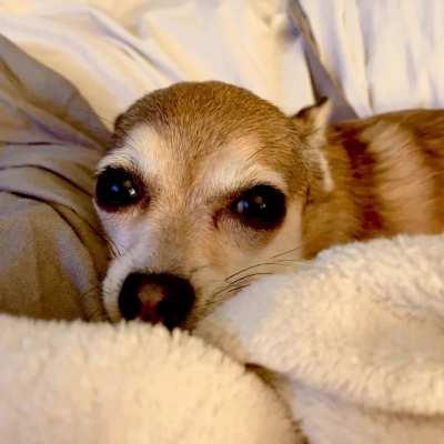 This is Bea. Bea is sweet. Bea is a giver of gifts. This GIF was taken directly after we discovered she brought her prize hunt — a grey mouse — into bed with her. With us. Under the covers. Such a giver, Bea. Such a giver.