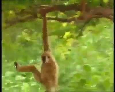 Monkey bullying tigers.