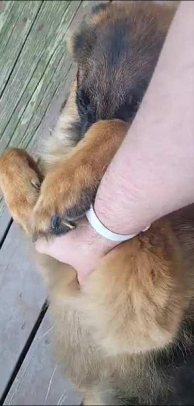 Rosie getting belly rubs and nibbling on my hand 🥺 I don't know if that's something I should discourage or not but I do say it's heart breakingly cute 😭