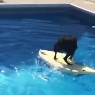 THAT'S GOT TO BE THE BEST PIRATE I'VE EVER SEEN! 🏴‍☠️🐕‍🦺