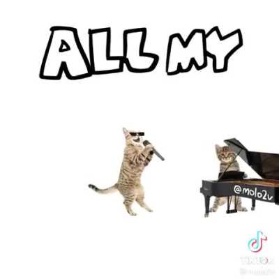 ALL MY CATS 🔥🔥