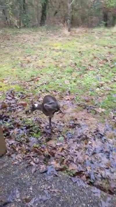 Our little girl hates getting her feet wet, so she walks on two legs. Her front legs.