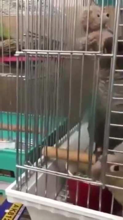 This is known as a dick move in birb culture