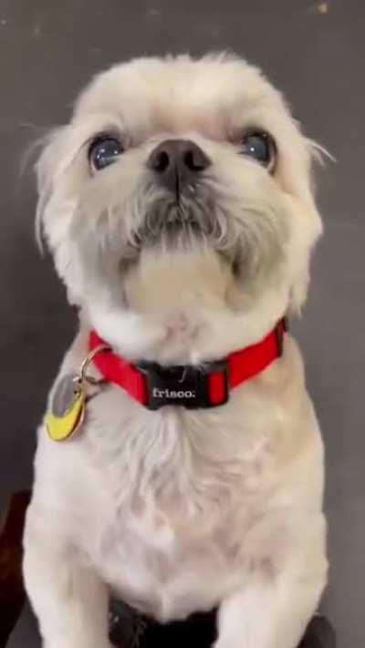 Dogs react to their names being called