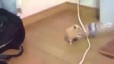 This is by far the cutest thing i have ever seen