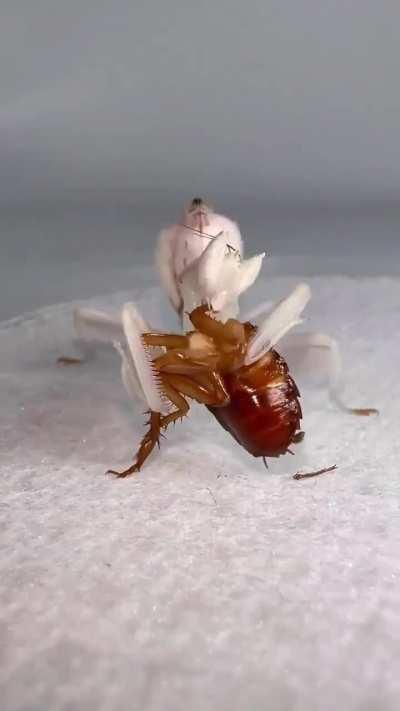 Praying Mantis devouring a cockroach like a hamburger