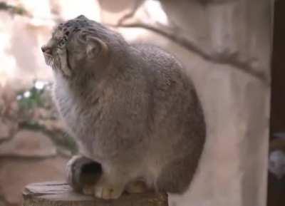 Pallas cat does not approve
