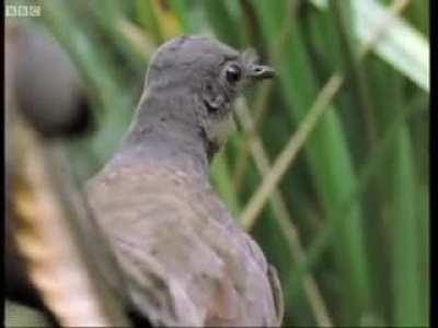 Amazing bird can imitate all sounds .. Attenborough!