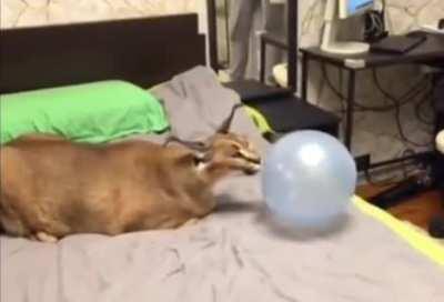 Kittenstomper fucking explodes