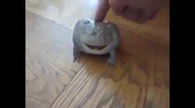 Invest in the orgasmic frogo