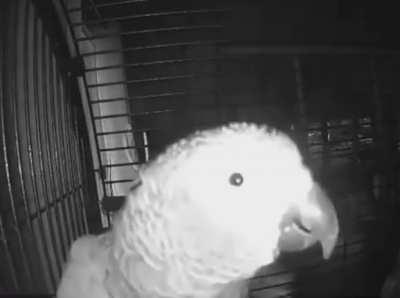 A man trapped in this bird.