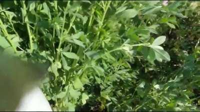 Russian su-25 getting shot out the sky, first person pov, pilot ejects and survives.